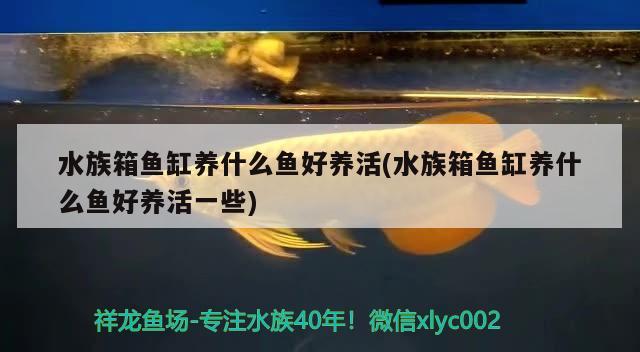 水族箱魚缸養(yǎng)什么魚好養(yǎng)活(水族箱魚缸養(yǎng)什么魚好養(yǎng)活一些) 魚缸/水族箱