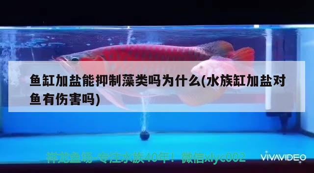 魚缸加鹽能抑制藻類嗎為什么(水族缸加鹽對魚有傷害嗎) 雙線側魚