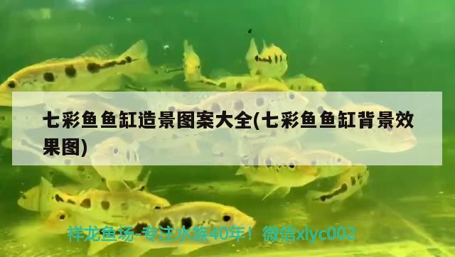 七彩魚魚缸造景圖案大全(七彩魚魚缸背景效果圖) 玫瑰銀版魚