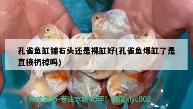 孔雀魚缸鋪石頭還是裸缸好(孔雀魚爆缸了是直接扔掉嗎)