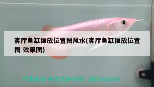 客廳魚缸擺放位置圖風水(客廳魚缸擺放位置圖效果圖) 魚缸風水