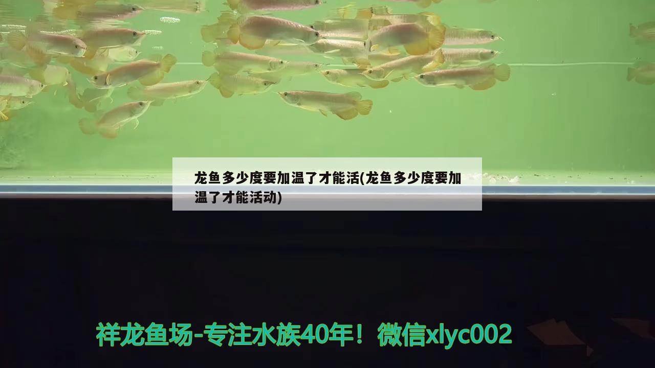 龍魚多少度要加溫了才能活(龍魚多少度要加溫了才能活動(dòng)) 稀有紅龍品種