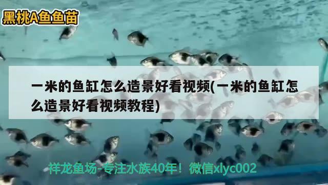 一米的魚缸怎么造景好看視頻(一米的魚缸怎么造景好看視頻教程)