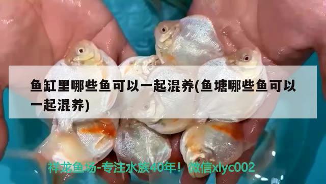 魚缸里哪些魚可以一起混養(yǎng)(魚塘哪些魚可以一起混養(yǎng)) 印尼紅龍魚