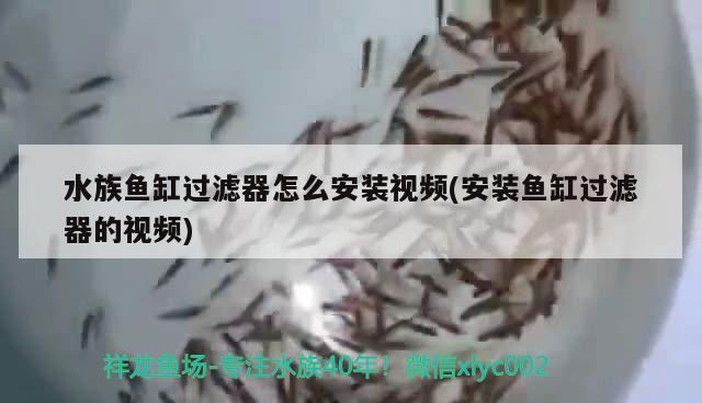 水族魚缸過濾器怎么安裝視頻(安裝魚缸過濾器的視頻) 廣州祥龍國際水族貿(mào)易