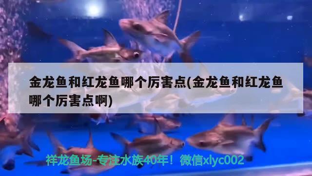 金龍魚和紅龍魚哪個厲害點(diǎn)(金龍魚和紅龍魚哪個厲害點(diǎn)啊)