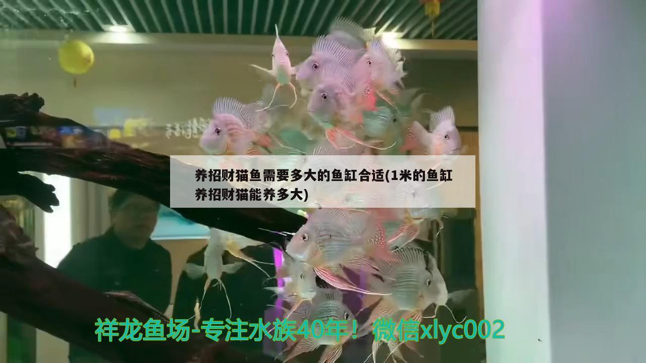 養(yǎng)招財(cái)貓魚需要多大的魚缸合適(1米的魚缸養(yǎng)招財(cái)貓能養(yǎng)多大) 非洲金鼓魚