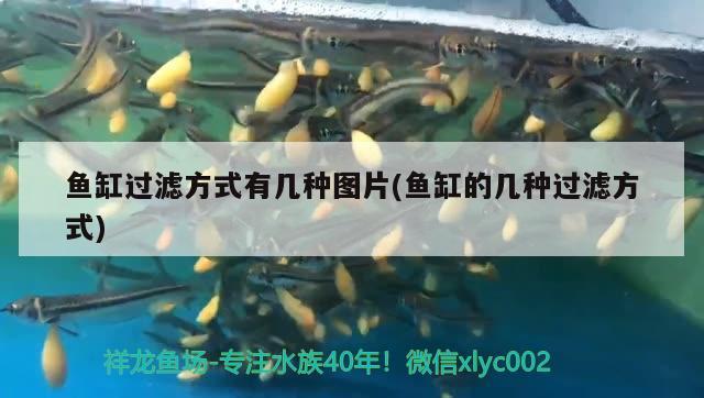 魚缸過濾方式有幾種圖片(魚缸的幾種過濾方式)