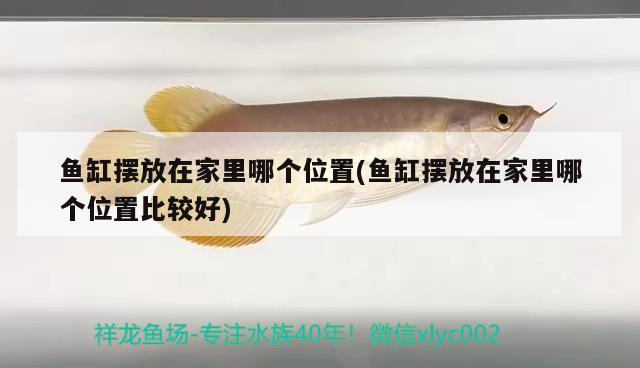 魚缸擺放在家里哪個位置(魚缸擺放在家里哪個位置比較好)