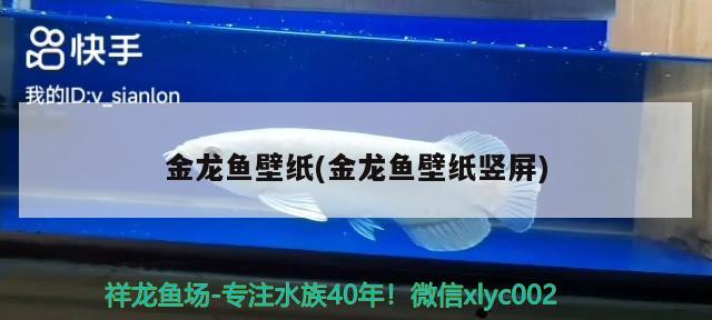 金龍魚壁紙(金龍魚壁紙豎屏)