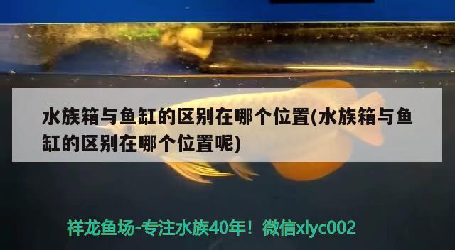 水族箱與魚缸的區(qū)別在哪個位置(水族箱與魚缸的區(qū)別在哪個位置呢) 魚缸/水族箱