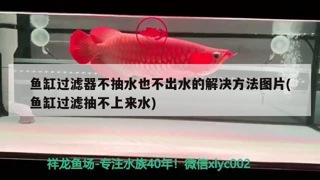 魚缸過濾器不抽水也不出水的解決方法圖片(魚缸過濾抽不上來水) 白子關(guān)刀魚