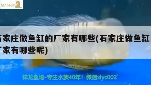 石家莊做魚缸的廠家有哪些(石家莊做魚缸的廠家有哪些呢) 鸚鵡魚