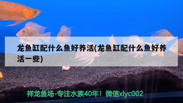 龍魚缸配什么魚好養(yǎng)活(龍魚缸配什么魚好養(yǎng)活一些) 狗仔（招財貓)魚苗