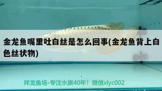 金龍魚嘴里吐白絲是怎么回事(金龍魚背上白色絲狀物)