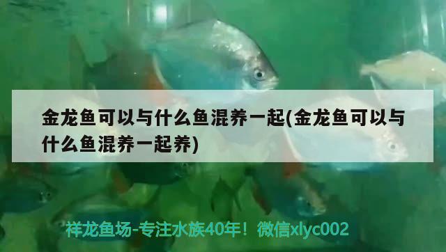 金龍魚可以與什么魚混養(yǎng)一起(金龍魚可以與什么魚混養(yǎng)一起養(yǎng)) 帝王迷宮