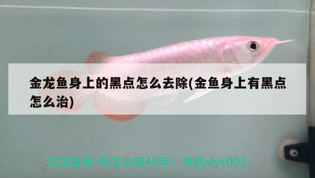 金龍魚身上的黑點怎么去除(金魚身上有黑點怎么治) 斑馬鴨嘴魚苗