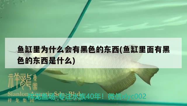 魚(yú)缸里為什么會(huì)有黑色的東西(魚(yú)缸里面有黑色的東西是什么)