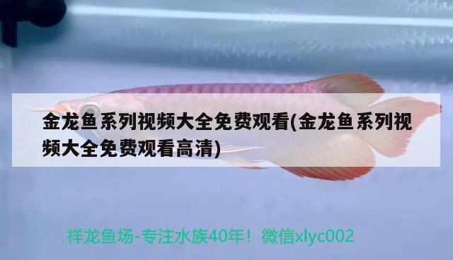 金龍魚(yú)系列視頻大全免費(fèi)觀看(金龍魚(yú)系列視頻大全免費(fèi)觀看高清)