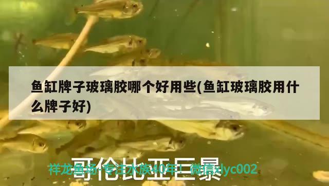 魚缸牌子玻璃膠哪個好用些(魚缸玻璃膠用什么牌子好)