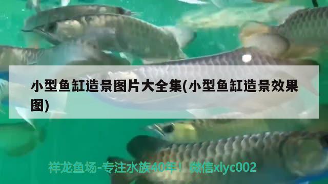 小型魚缸造景圖片大全集(小型魚缸造景效果圖)