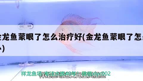 金龍魚蒙眼了怎么治療好(金龍魚蒙眼了怎么辦)