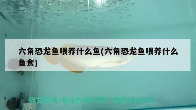 六角恐龍魚喂養(yǎng)什么魚(六角恐龍魚喂養(yǎng)什么魚食)