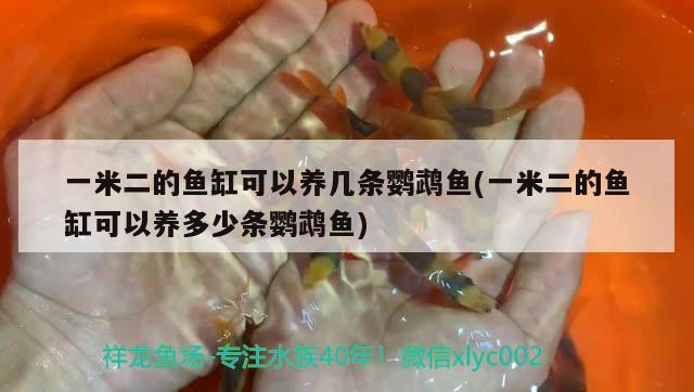 一米二的魚(yú)缸可以養(yǎng)幾條鸚鵡魚(yú)(一米二的魚(yú)缸可以養(yǎng)多少條鸚鵡魚(yú)) 鸚鵡魚(yú)