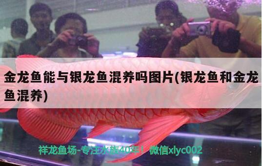 金龍魚能與銀龍魚混養(yǎng)嗎圖片(銀龍魚和金龍魚混養(yǎng)) 銀龍魚