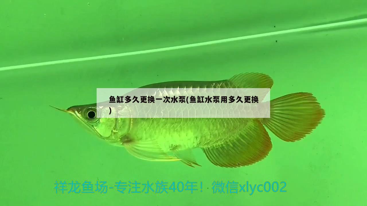 魚缸多久更換一次水泵(魚缸水泵用多久更換) 魚缸水泵