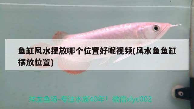 魚缸風水擺放哪個位置好呢視頻(風水魚魚缸擺放位置) 魚缸風水