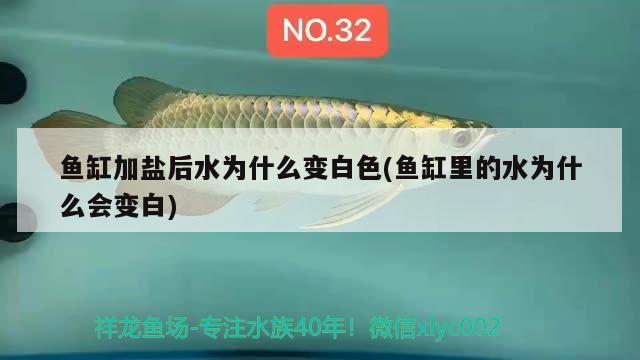 魚缸加鹽后水為什么變白色(魚缸里的水為什么會變白) 飛鳳魚苗