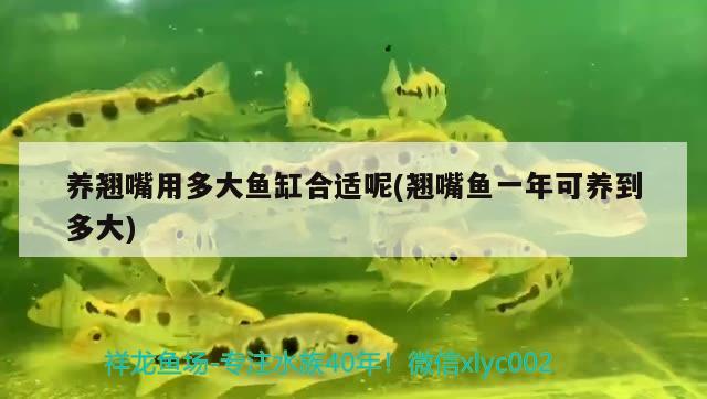 養(yǎng)翹嘴用多大魚(yú)缸合適呢(翹嘴魚(yú)一年可養(yǎng)到多大) 金龍福龍魚(yú)