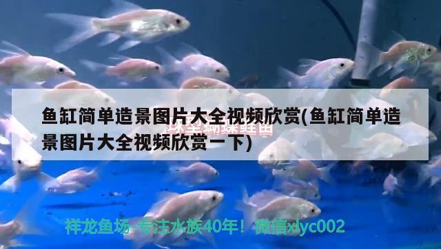 魚缸簡(jiǎn)單造景圖片大全視頻欣賞(魚缸簡(jiǎn)單造景圖片大全視頻欣賞一下) 觀賞魚水族批發(fā)市場(chǎng)