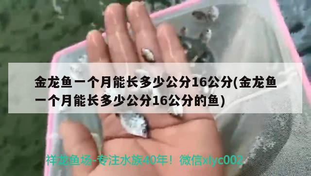 金龍魚一個月能長多少公分16公分(金龍魚一個月能長多少公分16公分的魚)