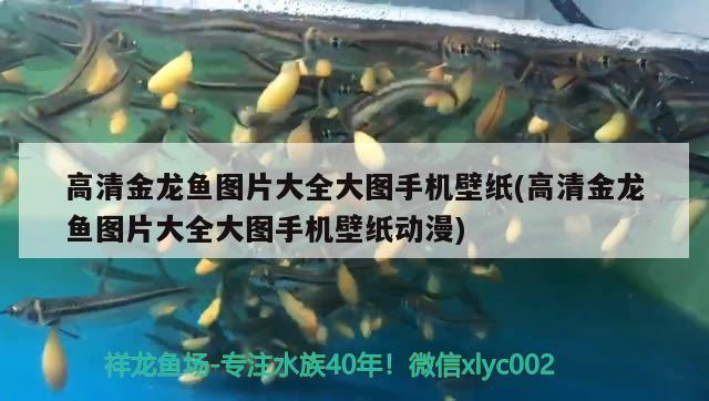 高清金龍魚圖片大全大圖手機壁紙(高清金龍魚圖片大全大圖手機壁紙動漫)