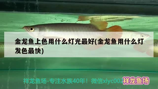 金龍魚上色用什么燈光最好(金龍魚用什么燈發(fā)色最快) 細線銀板魚苗