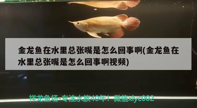 金龍魚在水里總張嘴是怎么回事啊(金龍魚在水里總張嘴是怎么回事啊視頻)