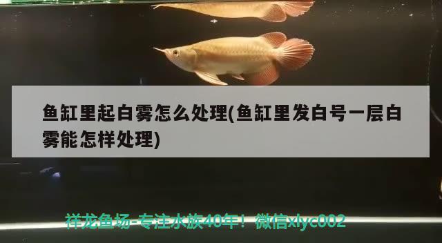 魚缸里起白霧怎么處理(魚缸里發(fā)白號(hào)一層白霧能怎樣處理) 魚缸水質(zhì)穩(wěn)定劑