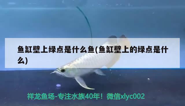 魚缸壁上綠點是什么魚(魚缸壁上的綠點是什么) 綠皮辣椒小紅龍