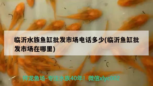 臨沂水族魚(yú)缸批發(fā)市場(chǎng)電話多少(臨沂魚(yú)缸批發(fā)市場(chǎng)在哪里)