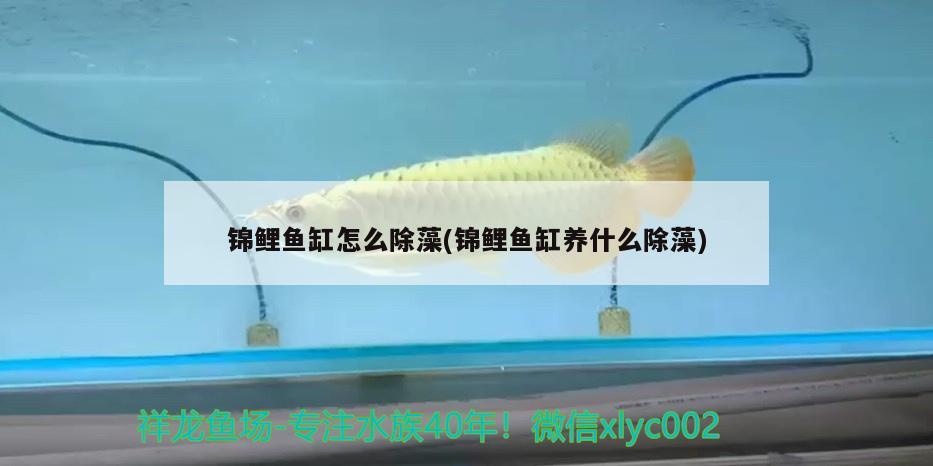 錦鯉魚缸怎么除藻(錦鯉魚缸養(yǎng)什么除藻) 玫瑰銀版魚