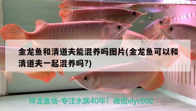 金龍魚和清道夫能混養(yǎng)嗎圖片(金龍魚可以和清道夫一起混養(yǎng)嗎?) 可麗愛魚缸