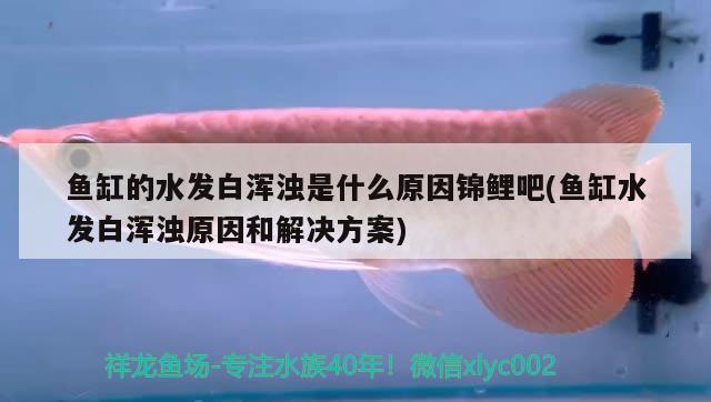 魚缸的水發(fā)白渾濁是什么原因錦鯉吧(魚缸水發(fā)白渾濁原因和解決方案)