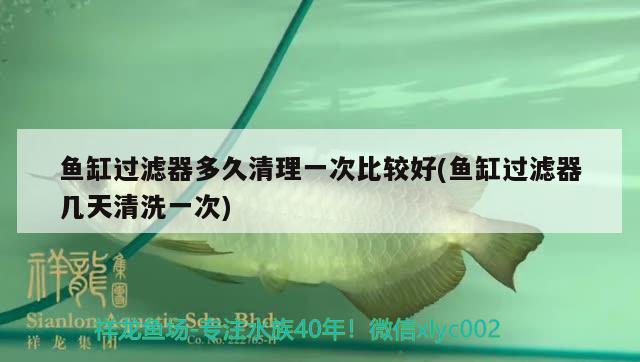 魚缸過濾器多久清理一次比較好(魚缸過濾器幾天清洗一次) 白子黑帝王魟魚 第2張