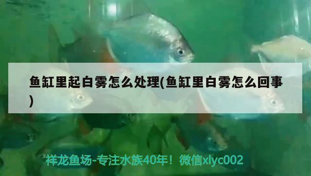 魚缸里起白霧怎么處理(魚缸里白霧怎么回事)