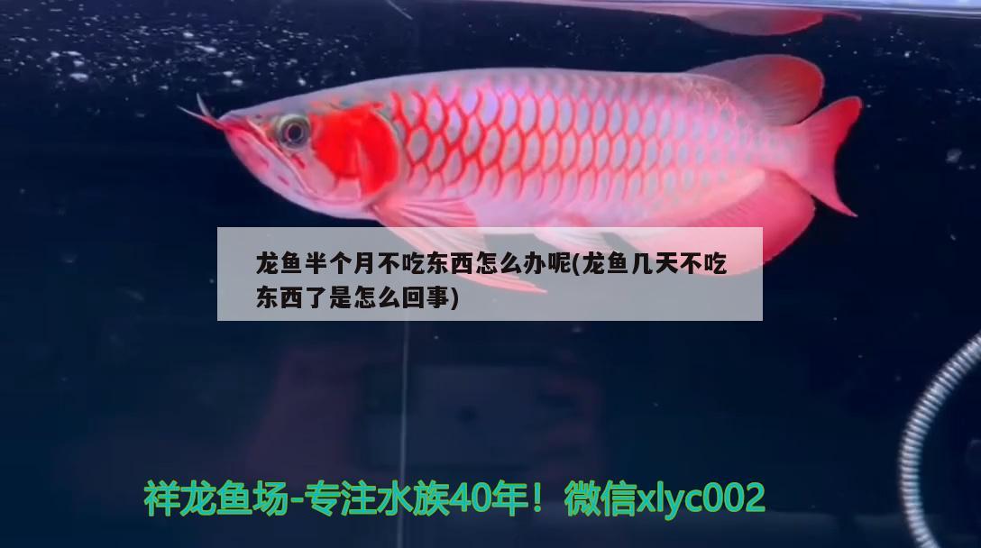 龍魚半個(gè)月不吃東西怎么辦呢(龍魚幾天不吃東西了是怎么回事) 皇冠黑白魟魚