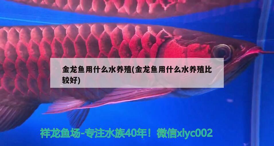 金龍魚用什么水養(yǎng)殖(金龍魚用什么水養(yǎng)殖比較好)