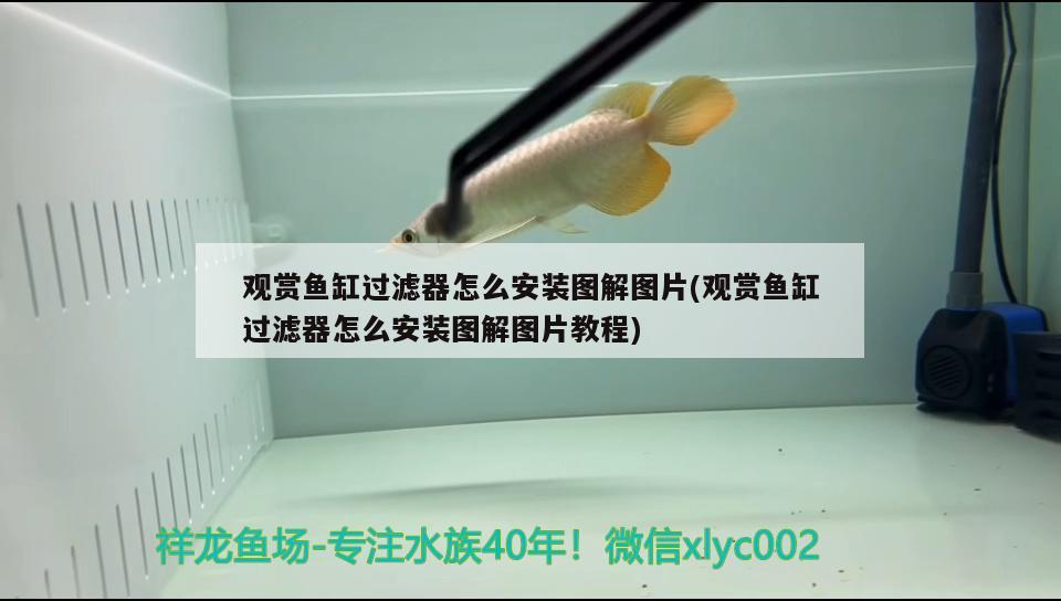 觀賞魚缸過濾器怎么安裝圖解圖片(觀賞魚缸過濾器怎么安裝圖解圖片教程) 哥倫比亞巨暴魚苗 第1張