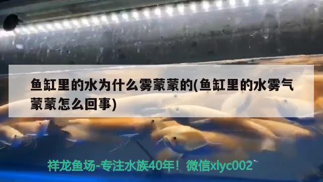 魚缸里的水為什么霧蒙蒙的(魚缸里的水霧氣蒙蒙怎么回事) 白化火箭魚